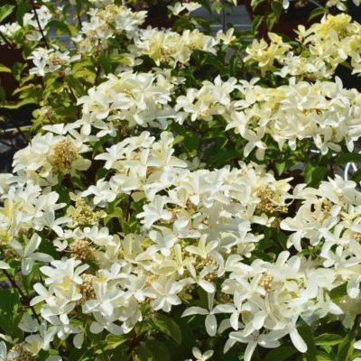 Гортензия метельчатая Стар Роуз, С3 - Dolina-Sad.Ru