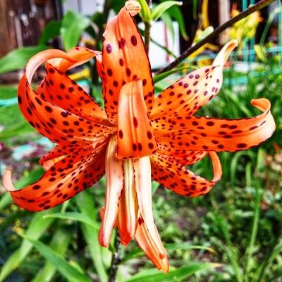 Лилия Маст Си (в горшке) Лилия Маст Си (в горшке) фото