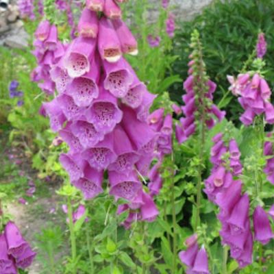 Наперстянка гибридная Берри Канари , С1,5 Наперстянка гибридная Берри Канари , С1,5 фото