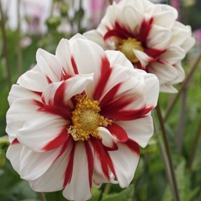 Георгина Файер энд Айс - Dolina-Sad.Ru