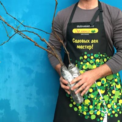 Виноград Атаман фото