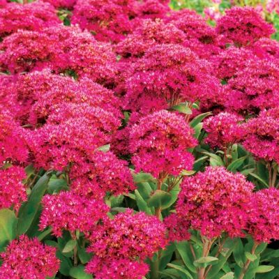 Седум Бездей Пати , x Седум Бездей Пати , x фото