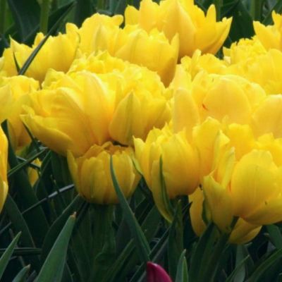 Тюльпан Монте фото