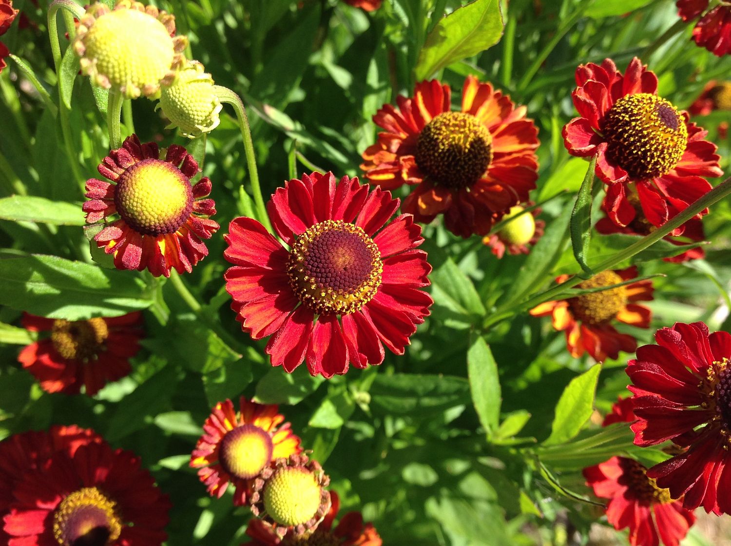 Гелениум Меранти Гелениум Меранти - Dolina-Sad.Ru