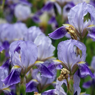 Ирис Пурпл/Лила Ирис Пурпл/Лила фото