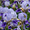 Ирис Пурпл/Лила Ирис Пурпл/Лила фото