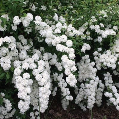 Спирея Вангутта, С3 - Dolina-Sad.Ru