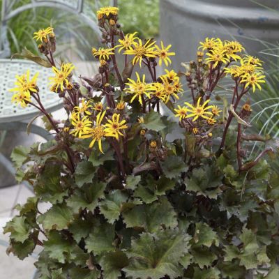 Бузульник Литтл Голден Рей Бузульник Литтл Голден Рей - Dolina-Sad.Ru