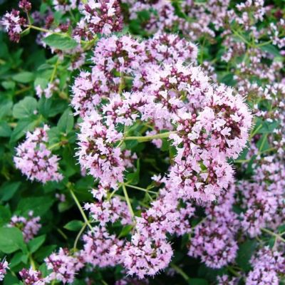 Душица Хуторянка Душица Хуторянка фото