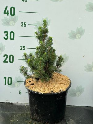 Ель канадская Сан он де Скай, С3 Ель канадская Сан он де Скай, С3 - Dolina-Sad.Ru