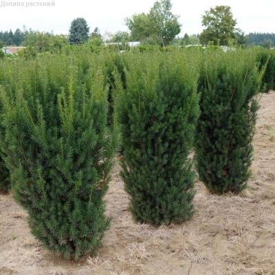 Комплект саженцев Тисса Комплект саженцев Тисса - Dolina-Sad.Ru