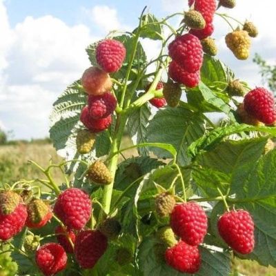 Малина Брусвяна/Ремонтантная фото