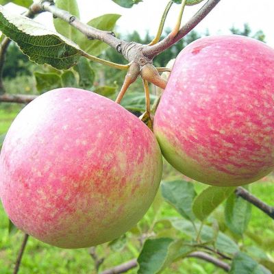 Яблоня Конфетная/Летняя фото