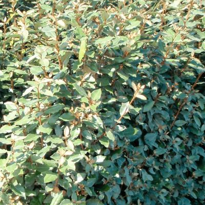 Лох Эббинга Компакта Лох Эббинга Компакта - Dolina-Sad.Ru