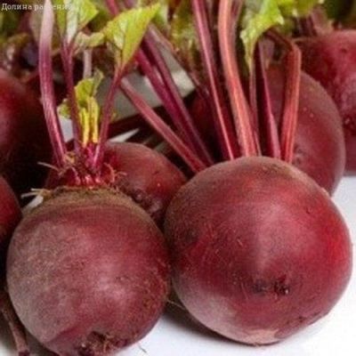 Свекла Браво фото