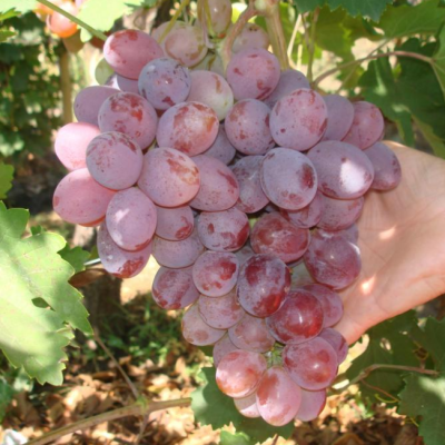 Виноград Атаман фото