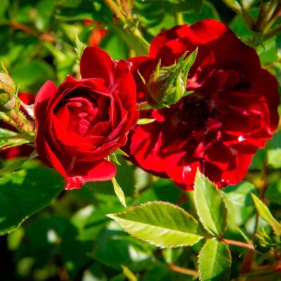 Роза Рот Зе Фейри Роза Рот Зе Фейри - Dolina-Sad.Ru