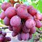 Виноград Анюта Виноград Анюта - Dolina-Sad.Ru