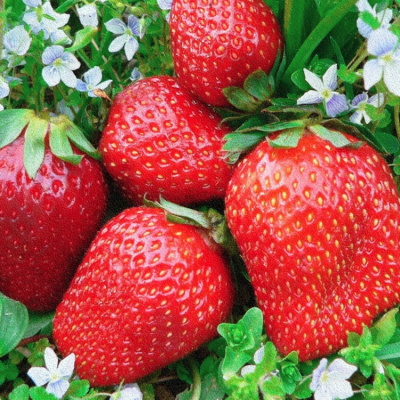 Клубника Вима Ксима/Среднепоздняя Клубника Вима Ксима/Среднепоздняя фото