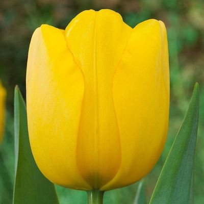 Тюльпан Голден Парад Тюльпан Голден Парад фото