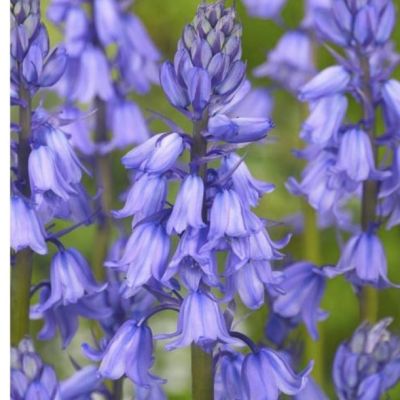 Гиацинтоидес Блю Гиацинтоидес Блю - Dolina-Sad.Ru