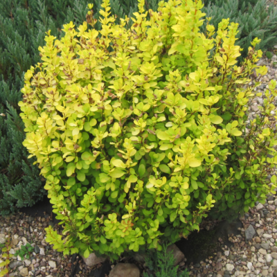 Падуб городчатый Голден Джем Падуб городчатый Голден Джем фото