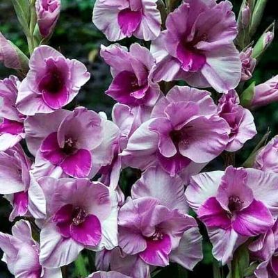 Гладиолус Аланна Гладиолус Аланна - Dolina-Sad.Ru