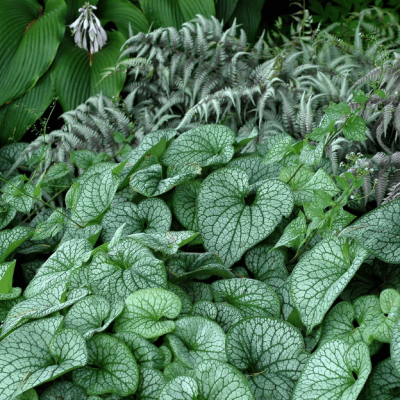 Бруннера Александерс Бруннера Александерс фото