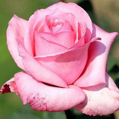 Роза Эйфел Тауер - Dolina-Sad.Ru