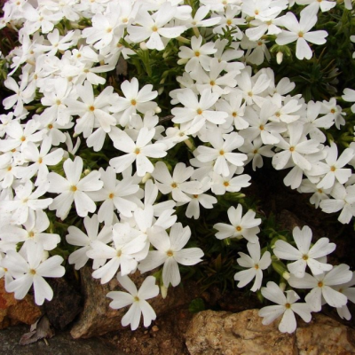 Флокс шиловидный Вайт Делайт Флокс шиловидный Вайт Делайт фото