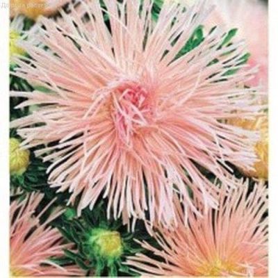 Астра Наина Астра Наина фото