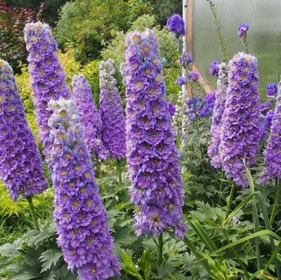 Дельфиниум Блюберри Пай - Dolina-Sad.Ru