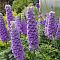 Дельфиниум Блюберри Пай - Dolina-Sad.Ru
