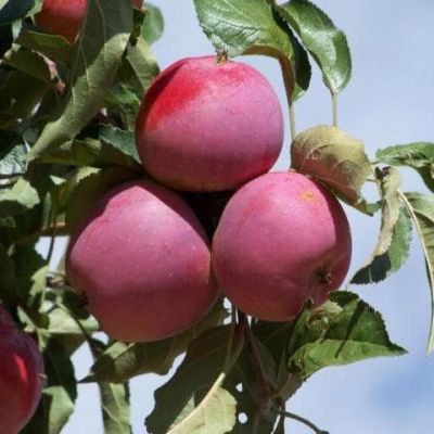 Яблоня Имант/Зимняя, C3 (2 года) - Dolina-Sad.Ru