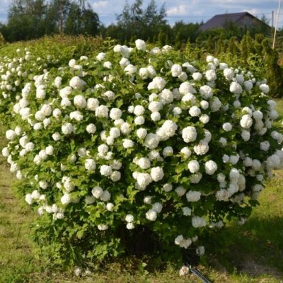 Калина Розеум Калина Розеум фото