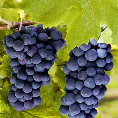 Виноград Молдова - Dolina-Sad.Ru