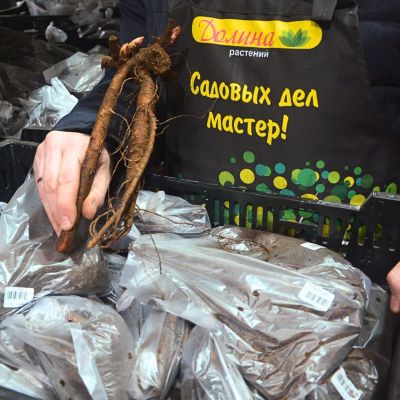 Пион Мадам Кало - Dolina-Sad.Ru