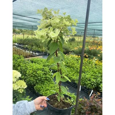 Гортензия метельчатая Пастель Грин, С3 Гортензия метельчатая Пастель Грин, С3 - Dolina-Sad.Ru