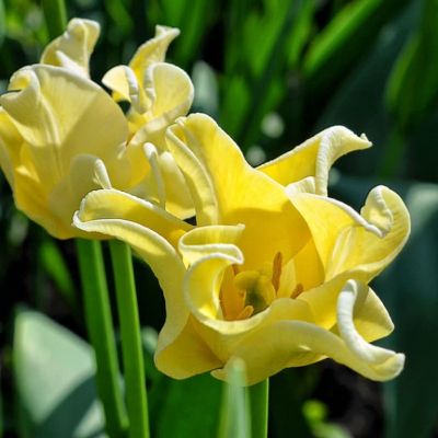 Тюльпан Йеллоу Кроу Тюльпан Йеллоу Кроу фото