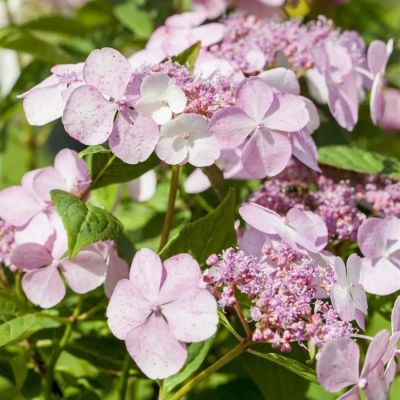 Гортензия пильчатая Морнинг Глори, С3 Гортензия пильчатая Морнинг Глори, С3 - Dolina-Sad.Ru