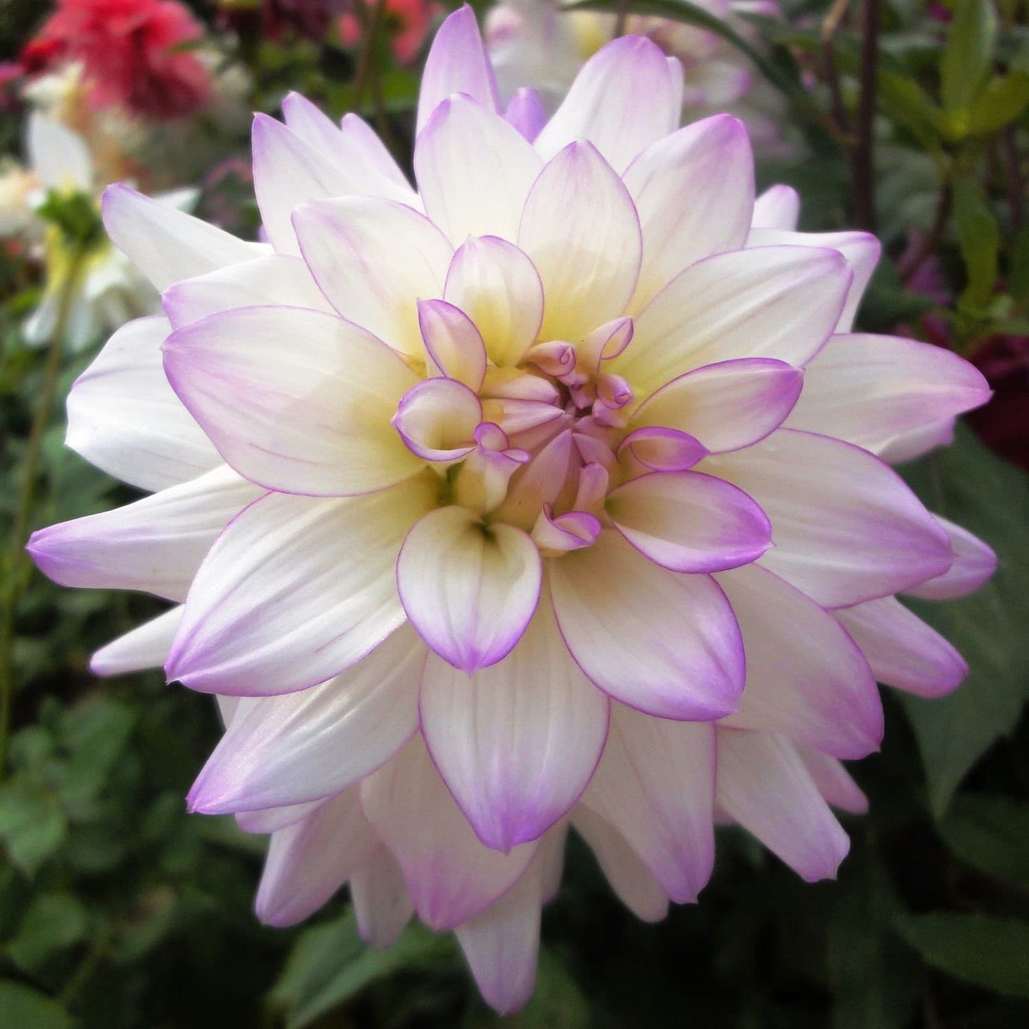 Георгина Виктория Энн Георгина Виктория Энн фото