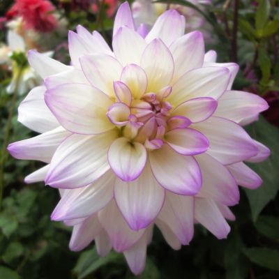 Георгина Виктория Энн Георгина Виктория Энн фото