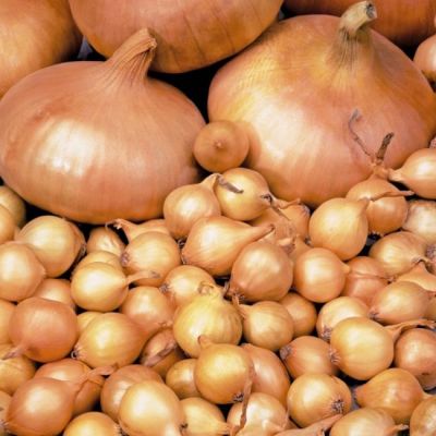 Лук-севок Штуттгартер ризен (10-21мм) Лук-севок Штуттгартер ризен (10-21мм) фото