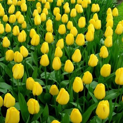 Тюльпан Голден Парад Тюльпан Голден Парад фото