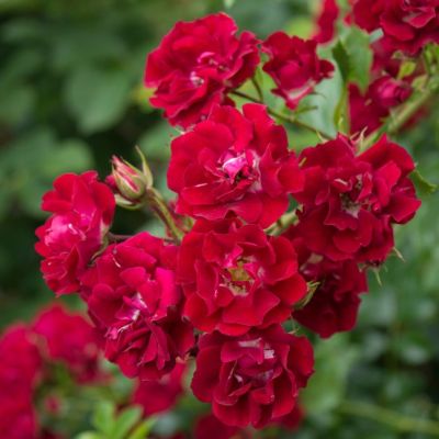 Роза Рамблер Роза Рамблер - Dolina-Sad.Ru