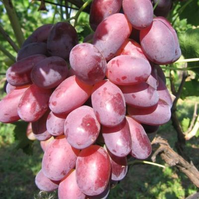 Виноград Ризамат - Dolina-Sad.Ru