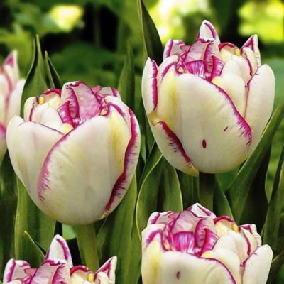 Тюльпан Белиция Тюльпан Белиция фото