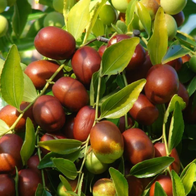 Зизифуса Та-ян-цзао Зизифуса Та-ян-цзао фото