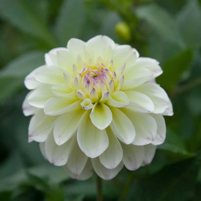 Георгина Лейк Керри Георгина Лейк Керри фото