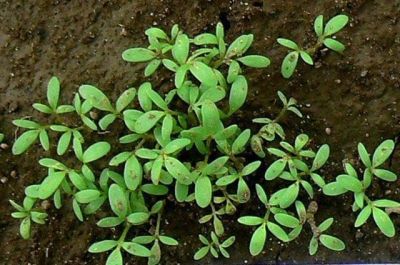 Пихта корейская 100 - 125 (см) (В КАДКАХ) Пихта корейская 100 - 125 (см) (В КАДКАХ) фото